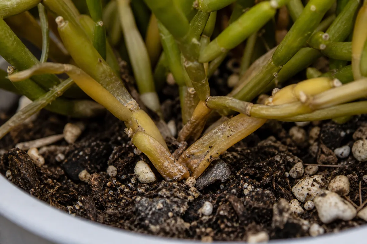 Close-up of Overwatering on Rhipsalis - diagnostic detail