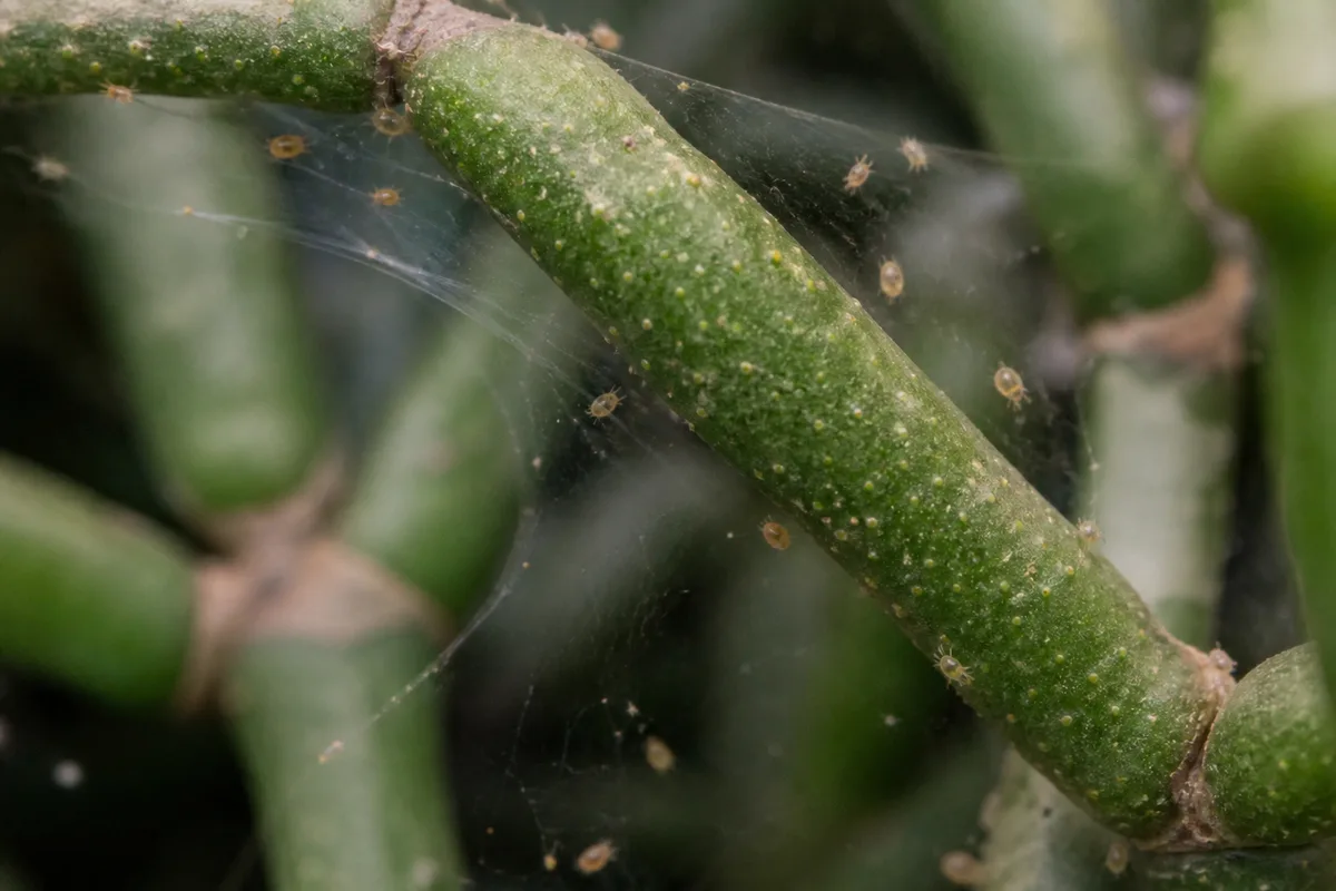 Close-up of Spider Mites on Rhipsalis - diagnostic detail