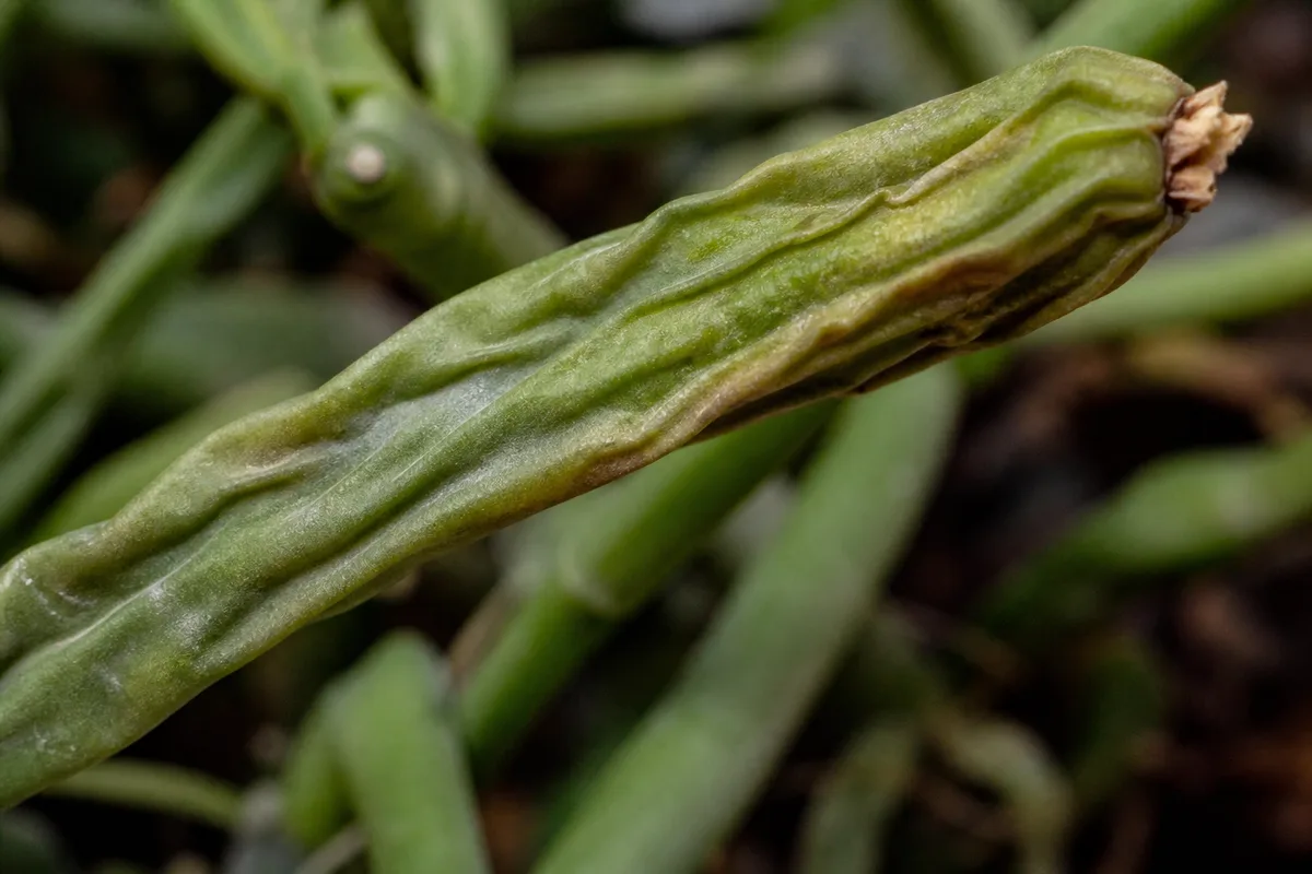 Close-up of Underwatering on Rhipsalis - diagnostic detail