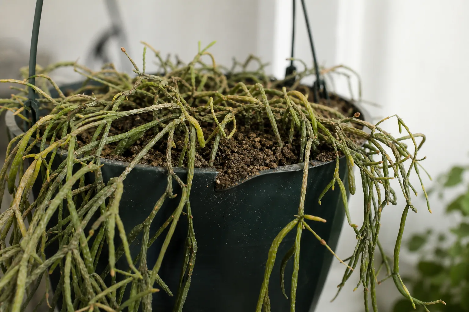 Underwatering on Rhipsalis - visible symptom on the plant