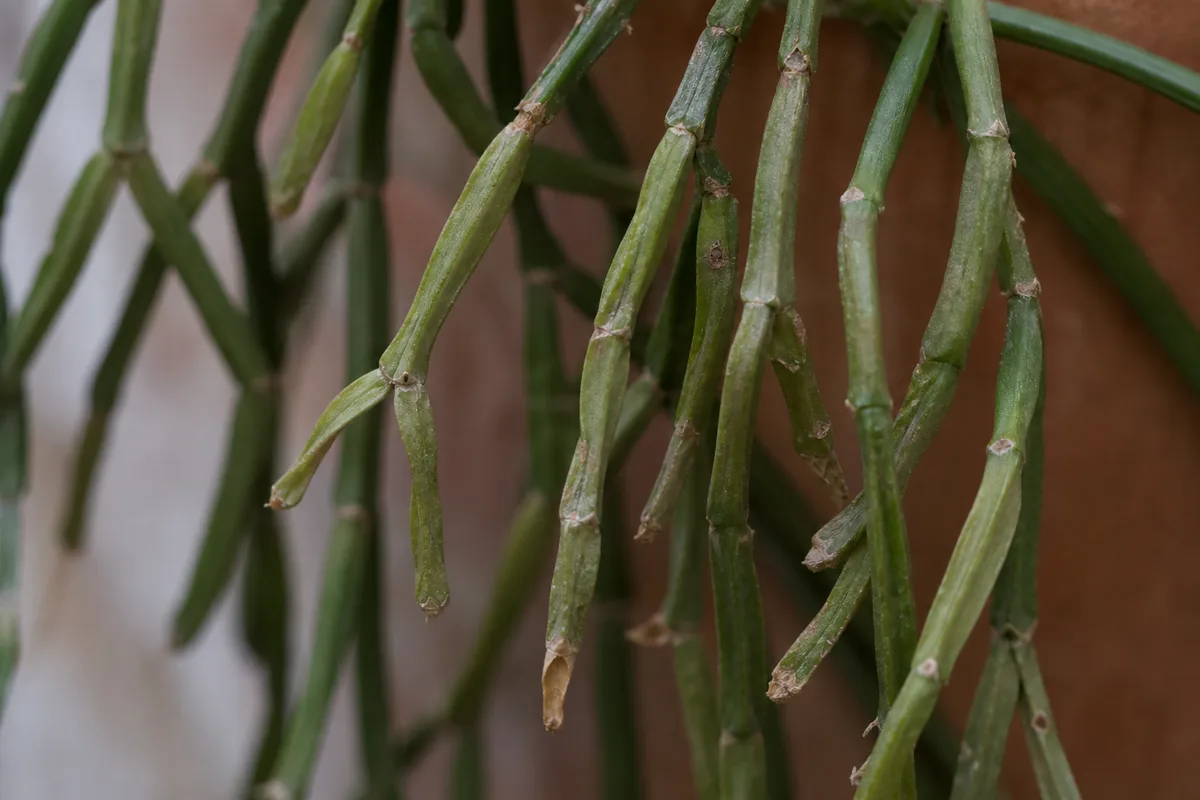 Close-up of Wilting on Rhipsalis - diagnostic detail