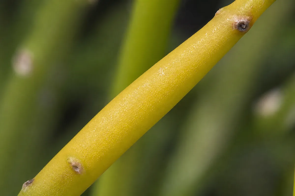 Close-up of Yellow Leaves on Rhipsalis - diagnostic detail