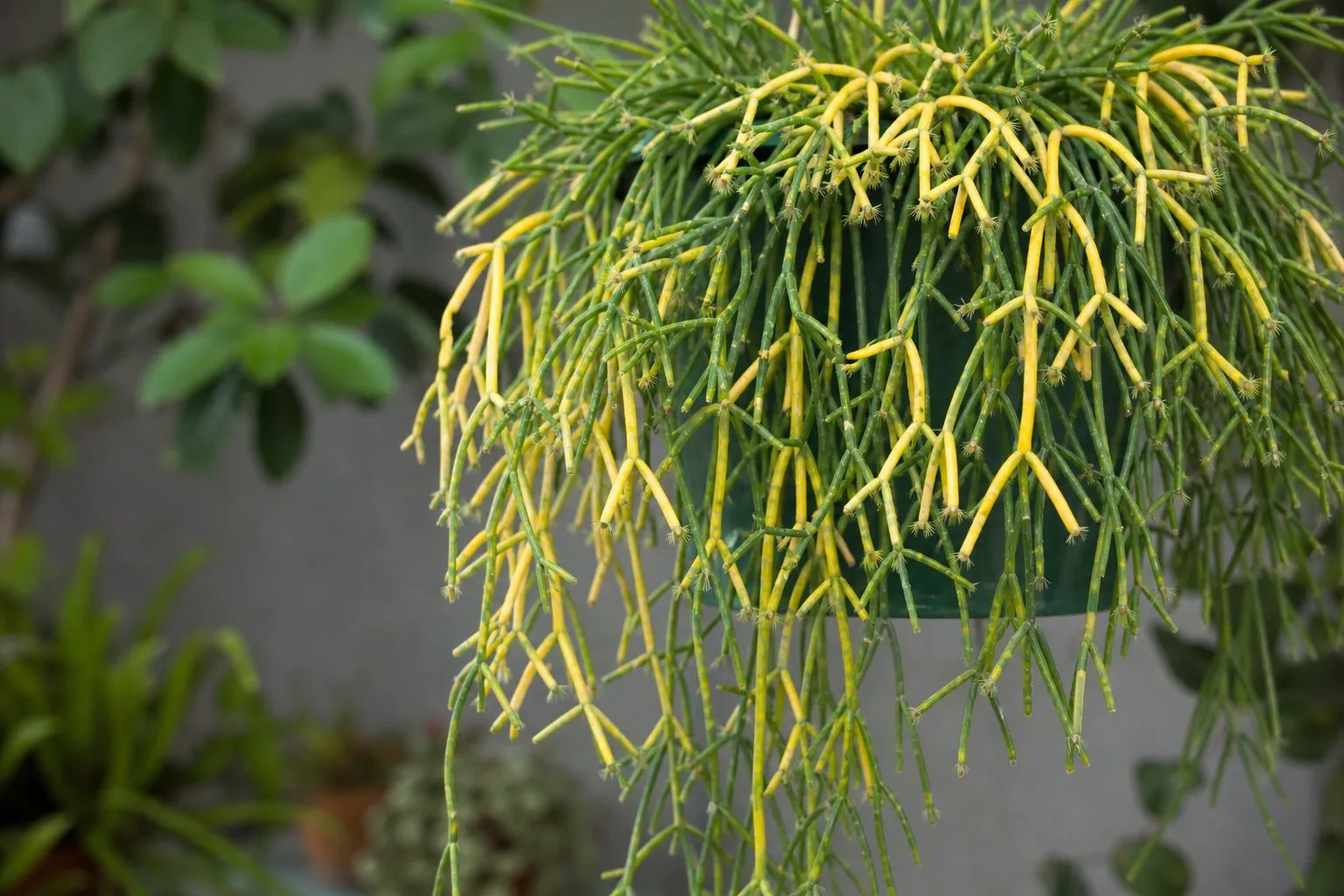 Yellow Leaves on Rhipsalis - visible symptom on the plant