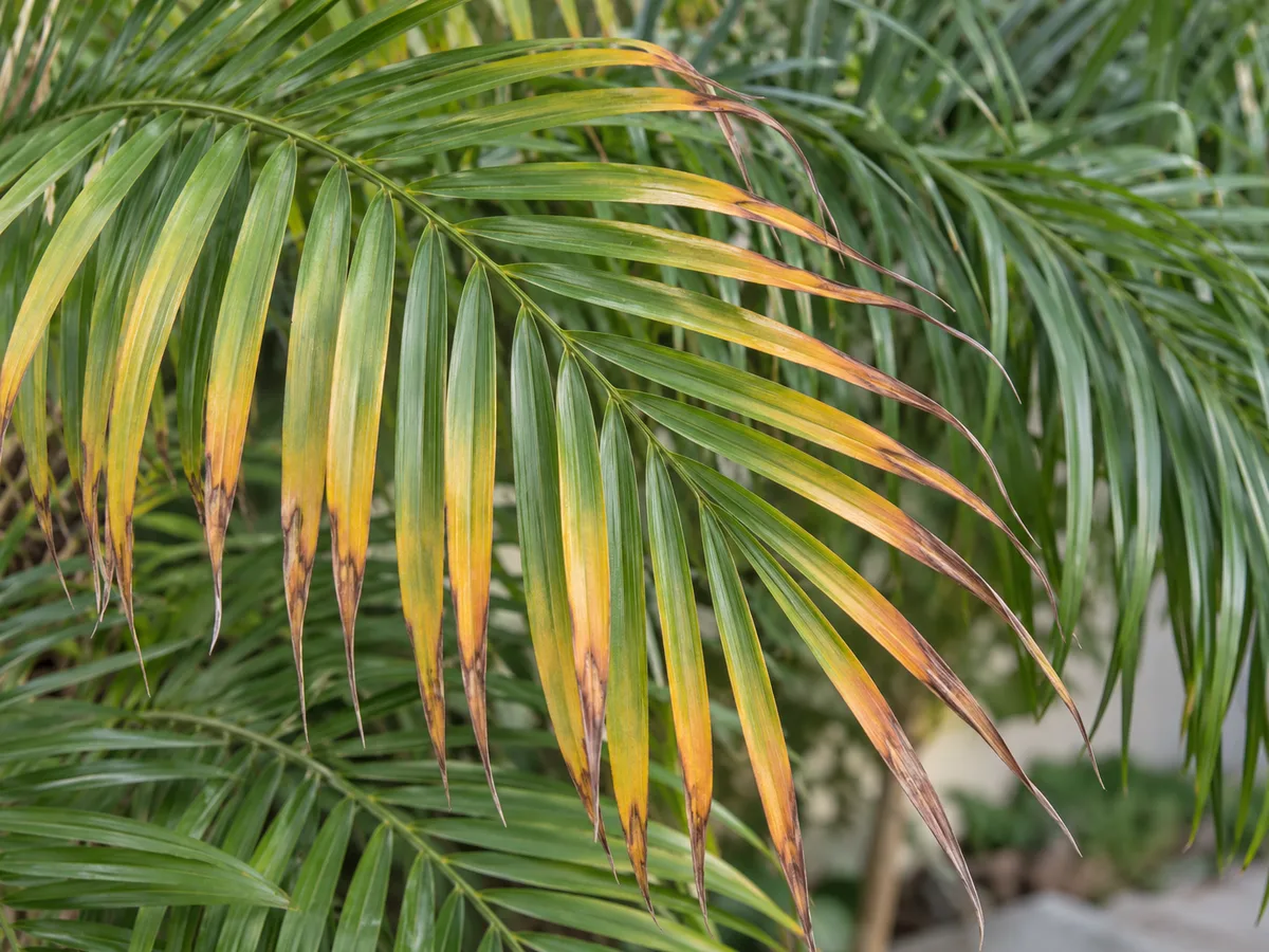 Close view of a pygmy date palm frond with yellow-orange older leaflets and browned tips among healthy green fronds.