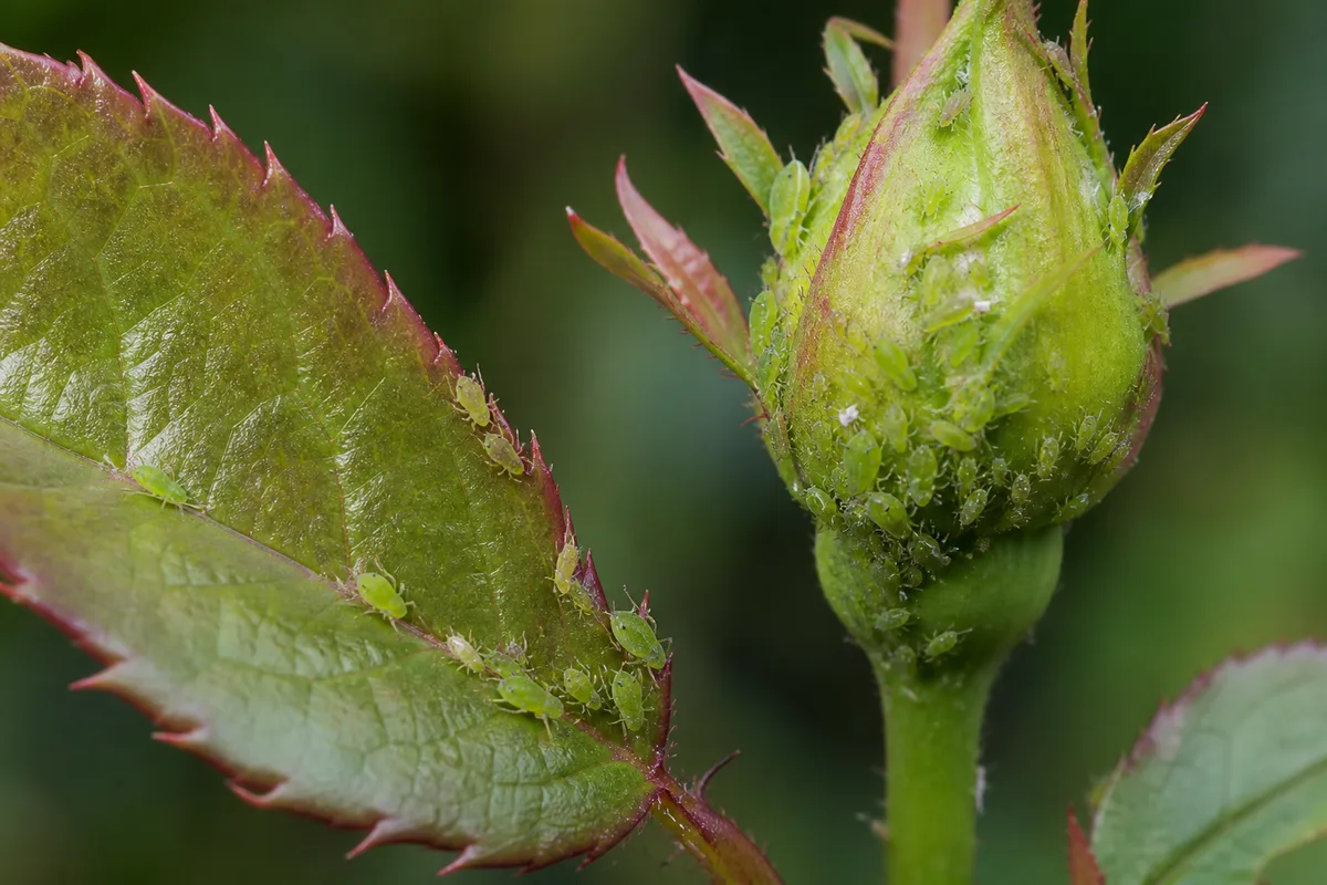 Aphids clustered on rose leaves and flower buds
