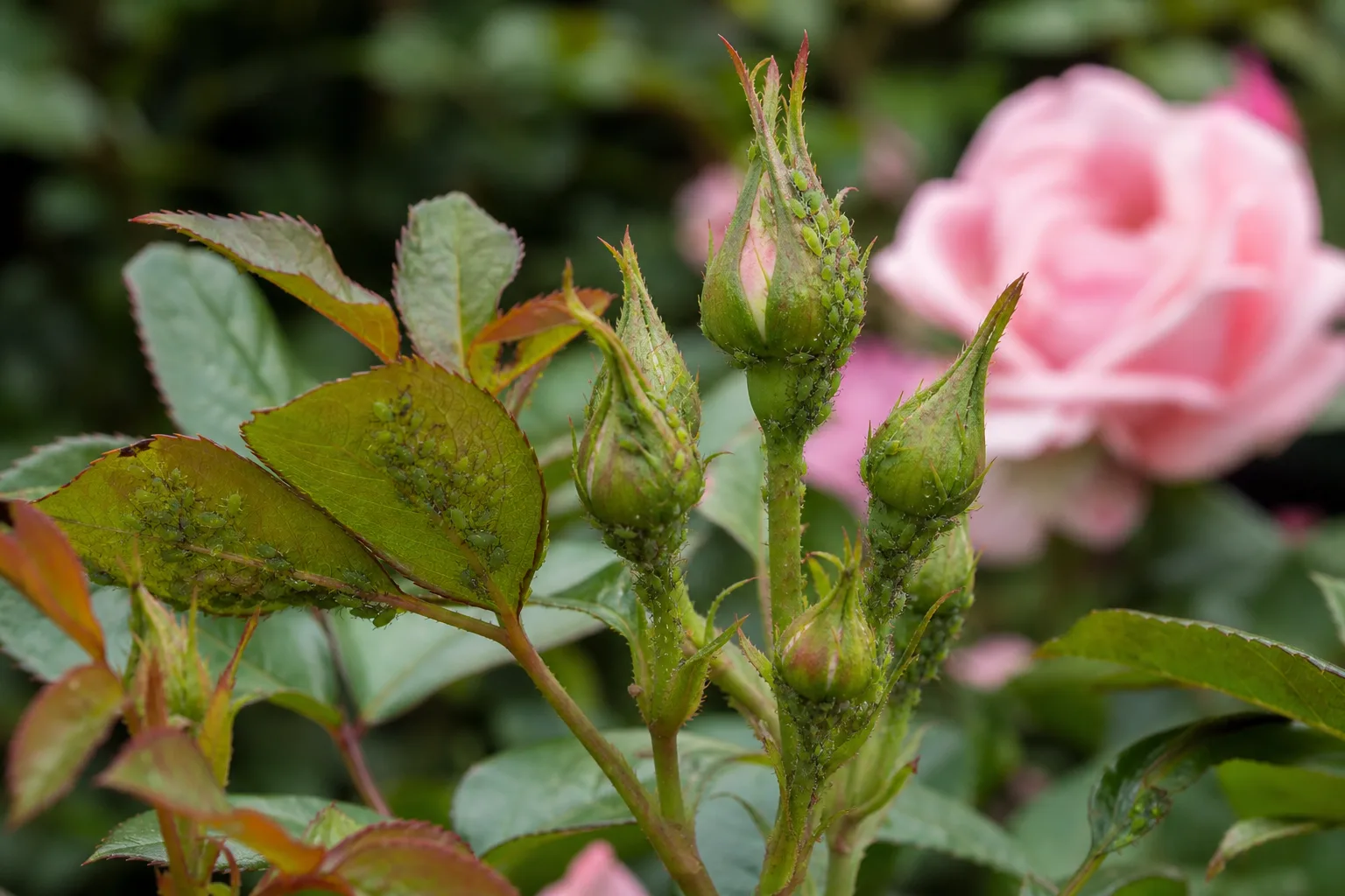 Aphids clustered on rose stems and new growth in a garden bed