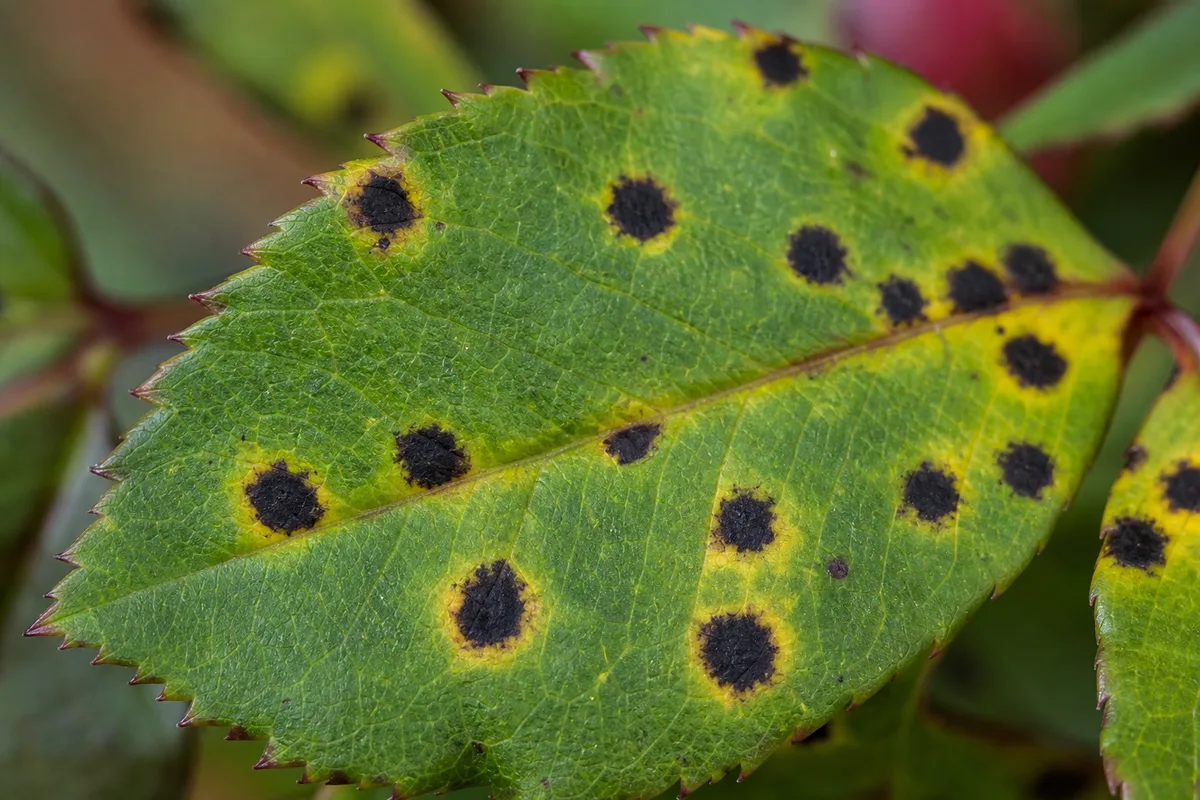 Close-up of Black Spots on Rose - diagnostic detail