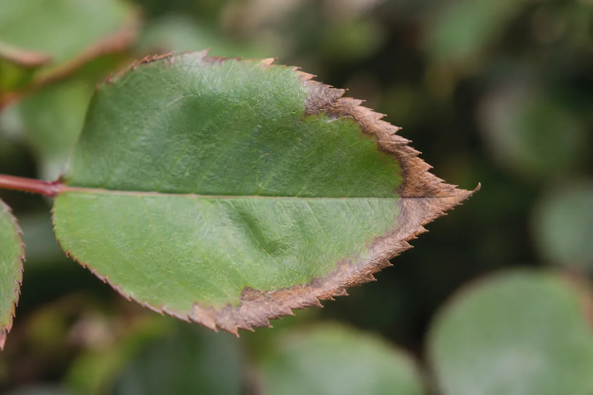 Close-up of Brown Tips on Rose - diagnostic detail