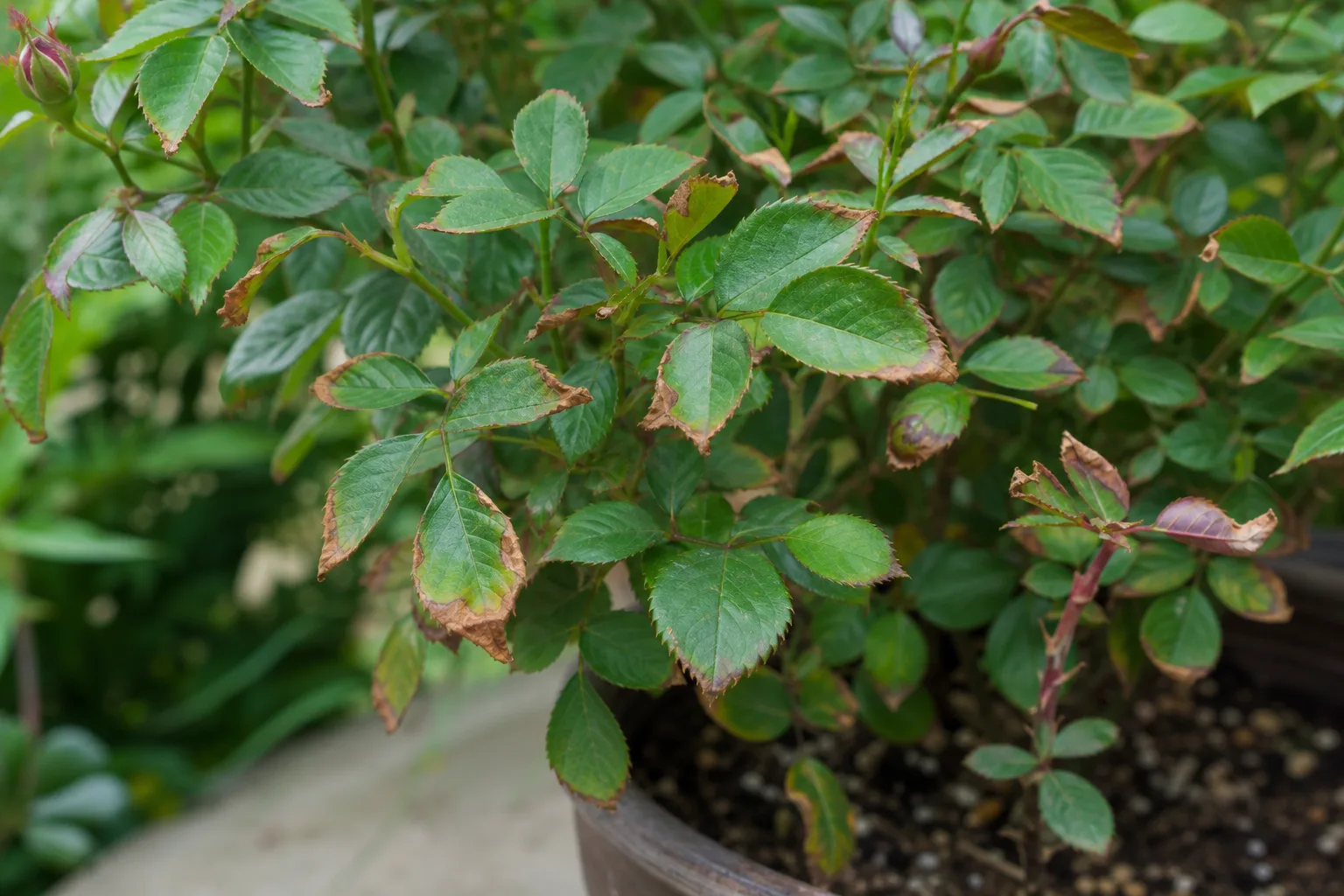 Brown Tips on Rose - visible symptom on the plant