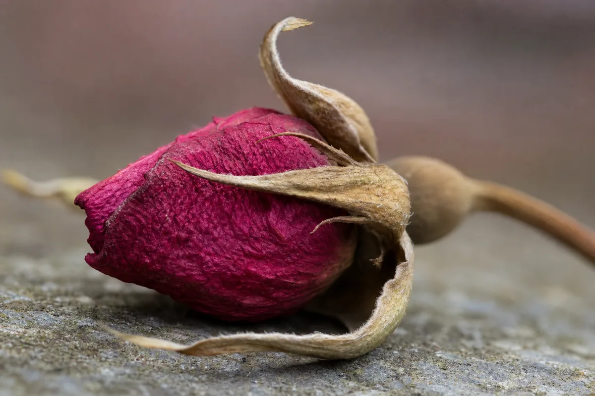 Shriveled rose buds that have dropped before opening