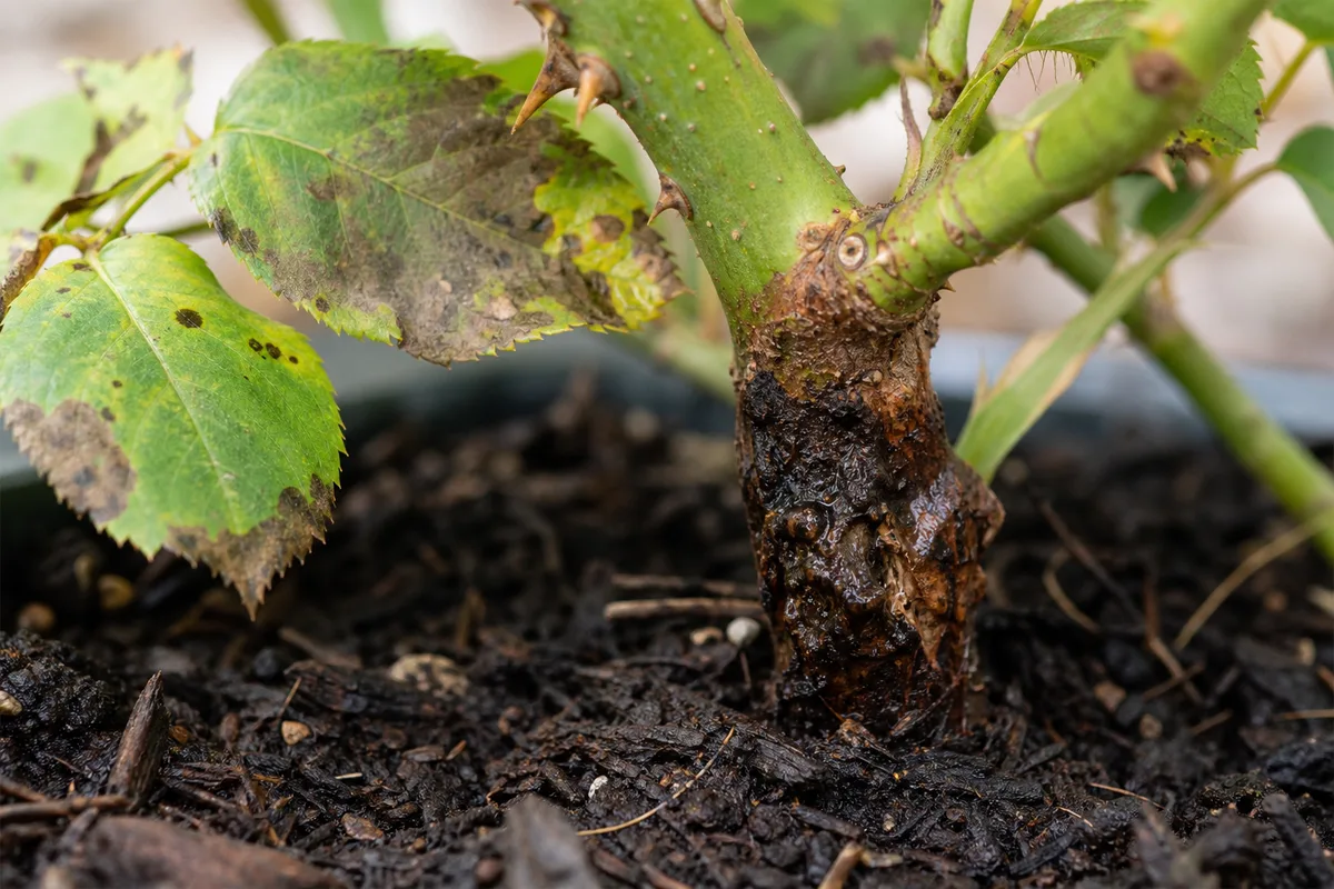 Close-up of Crown Rot on Rose - diagnostic detail