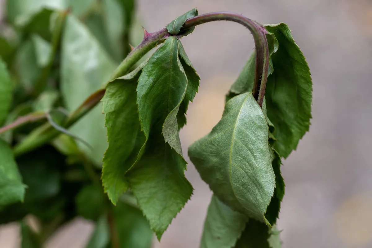 Close-up of Drooping Leaves on Rose - diagnostic detail