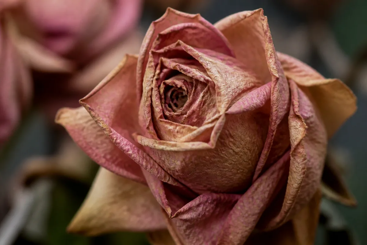 Close-up of Faded Flowers on Rose - diagnostic detail