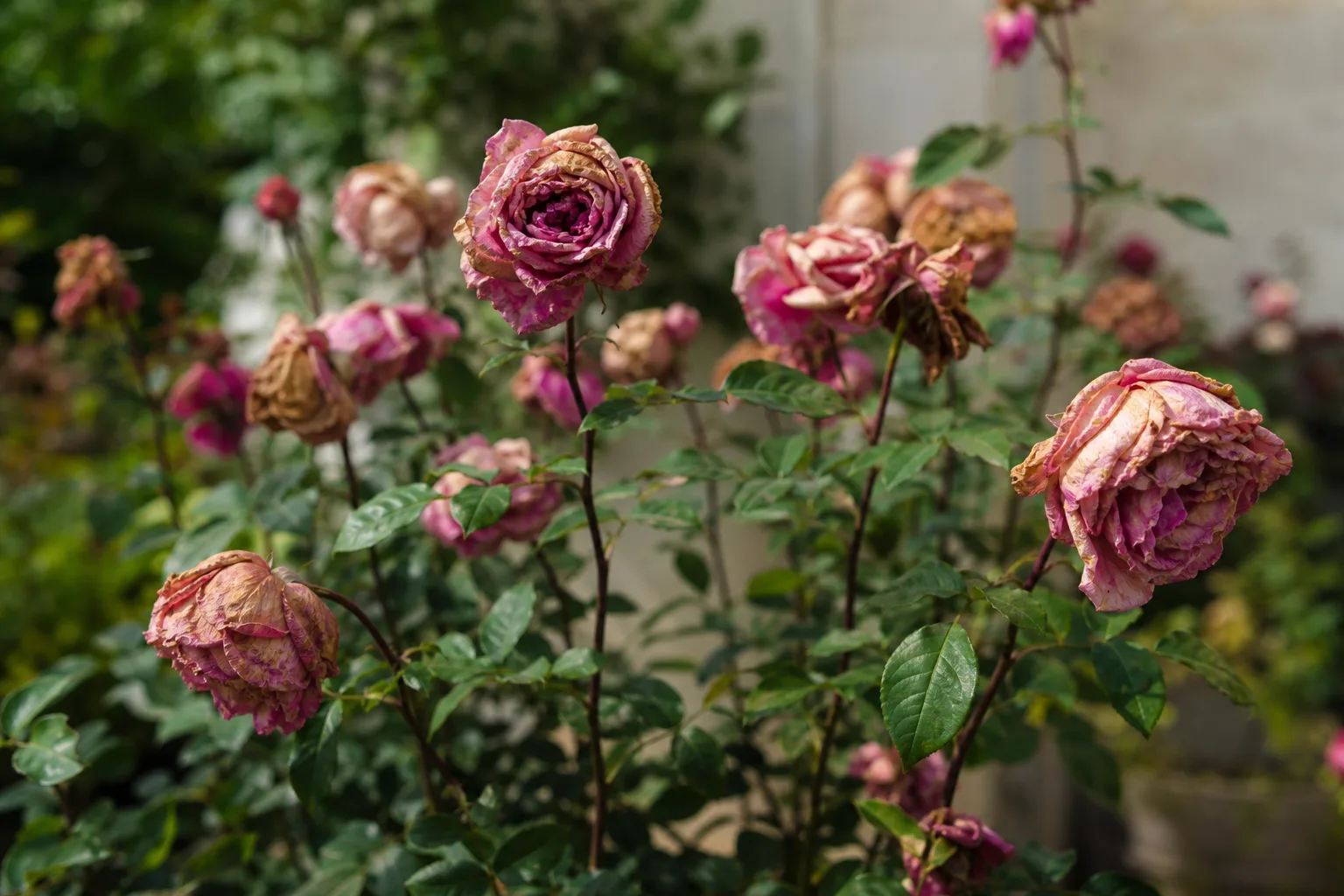 Rose bush with multiple spent, browned flowers still attached to leafy stems