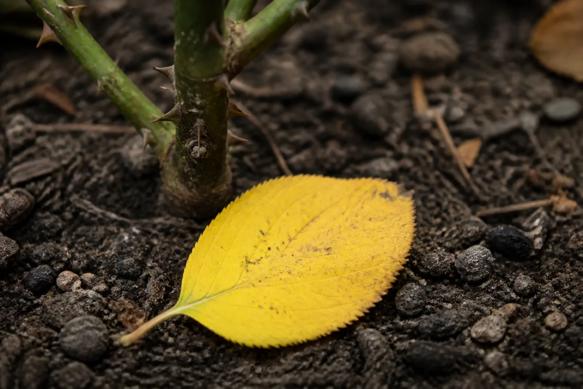 Close-up of Leaf Drop on Rose - diagnostic detail