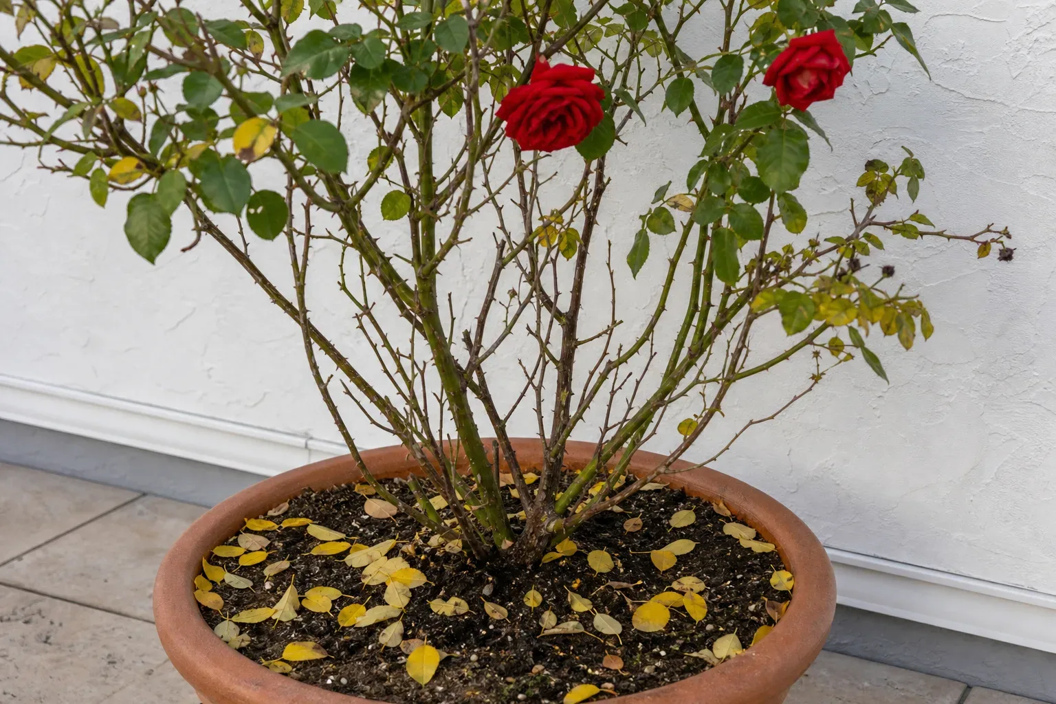 Leaf Drop on Rose - visible symptom on the plant
