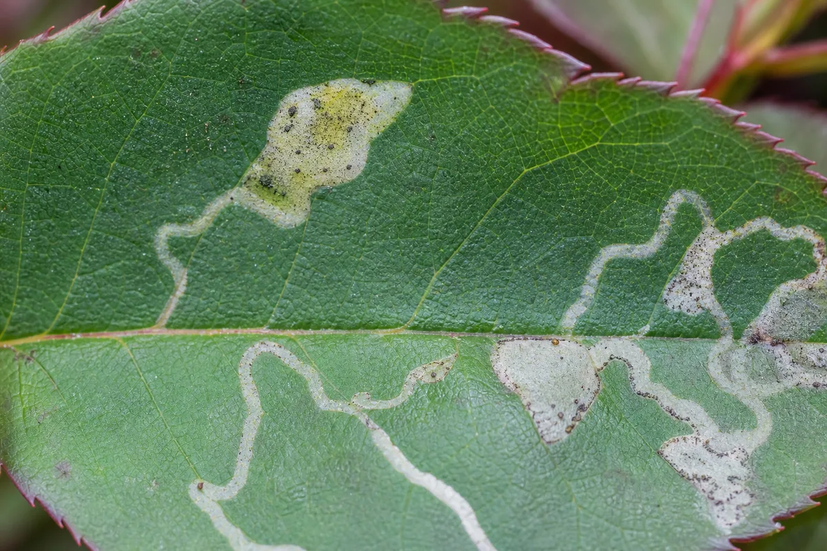 Close-up of Leaf Miners on Rose - diagnostic detail