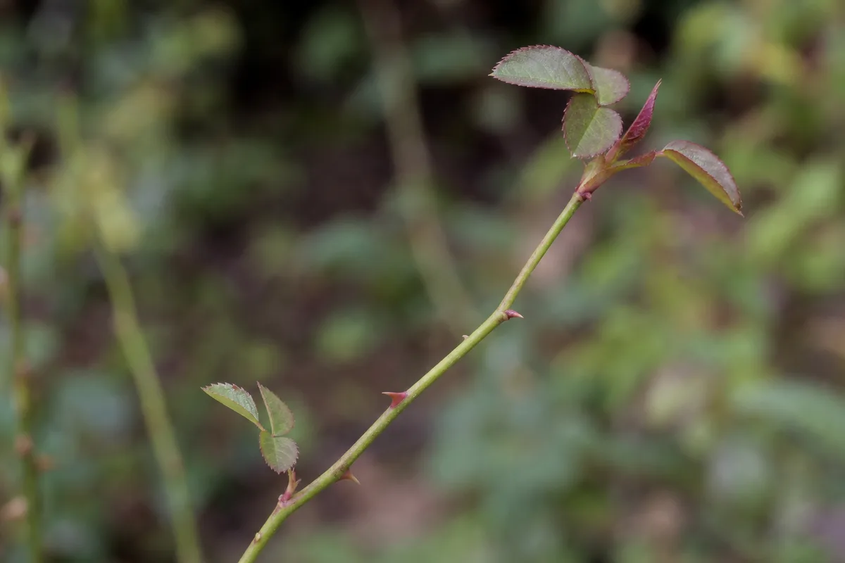 Close-up of Leggy Growth on Rose - diagnostic detail