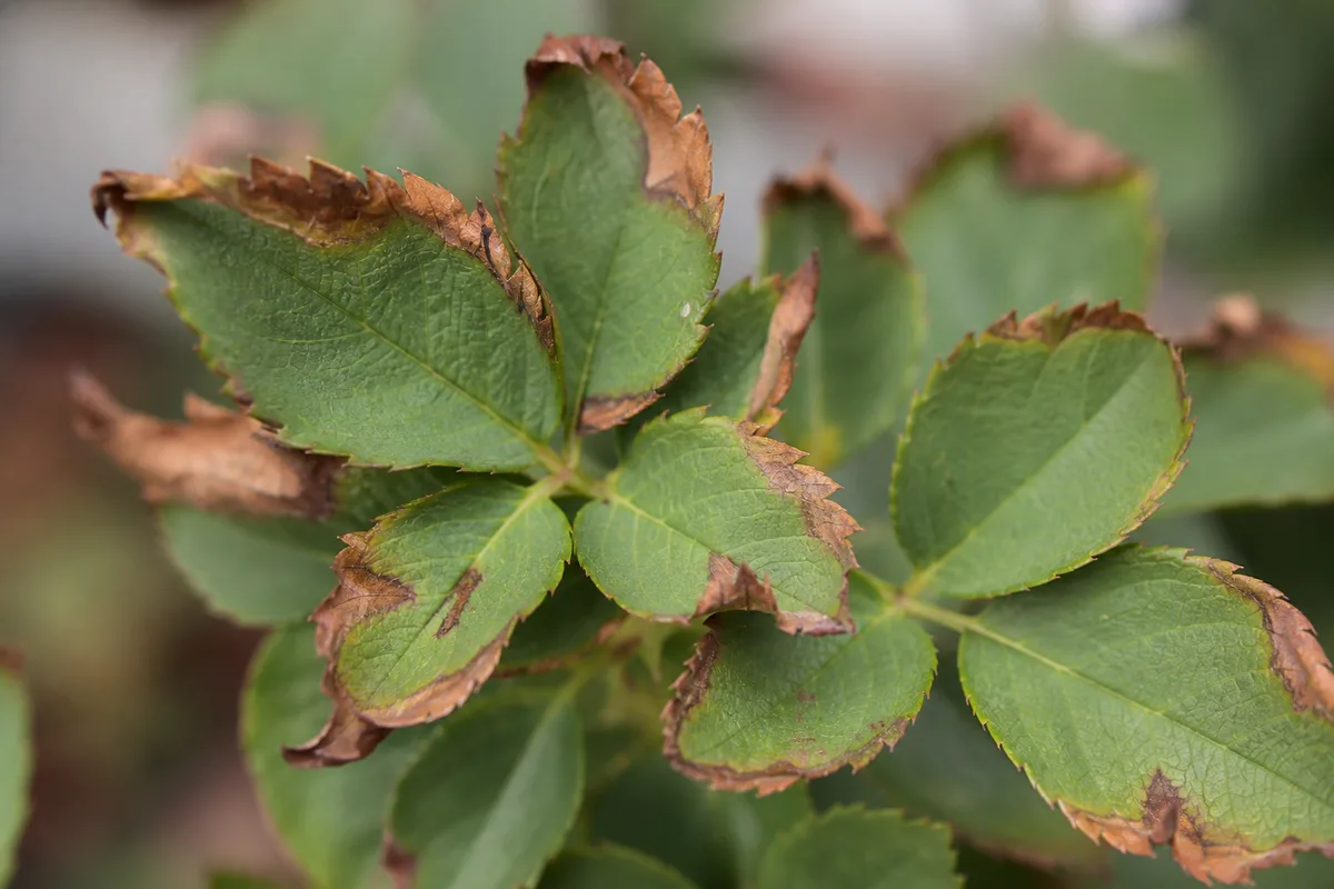 Close-up of Low Humidity on Rose - diagnostic detail