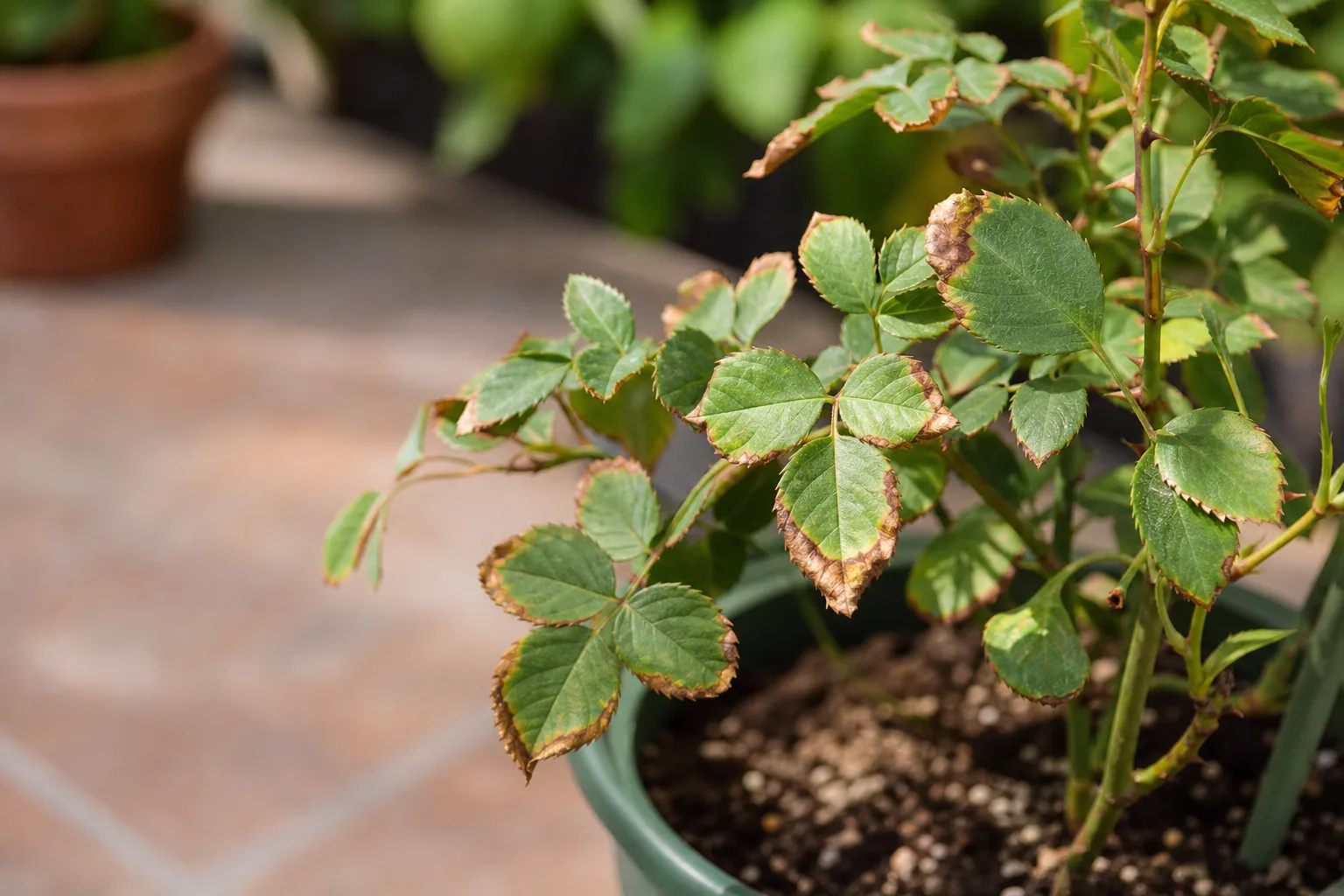 Low Humidity on Rose - visible symptom on the plant