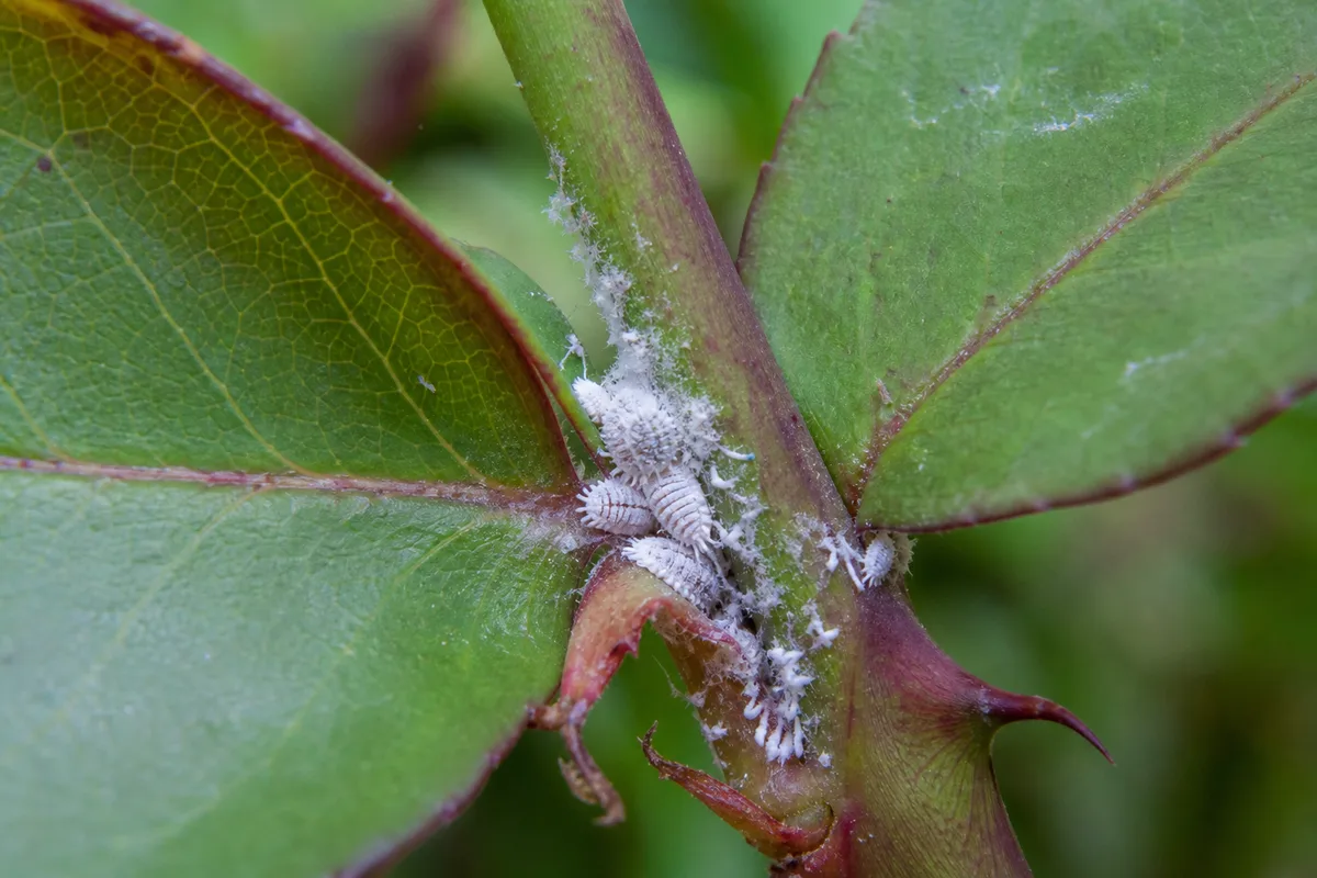 Close-up of Mealybugs on Rose - diagnostic detail