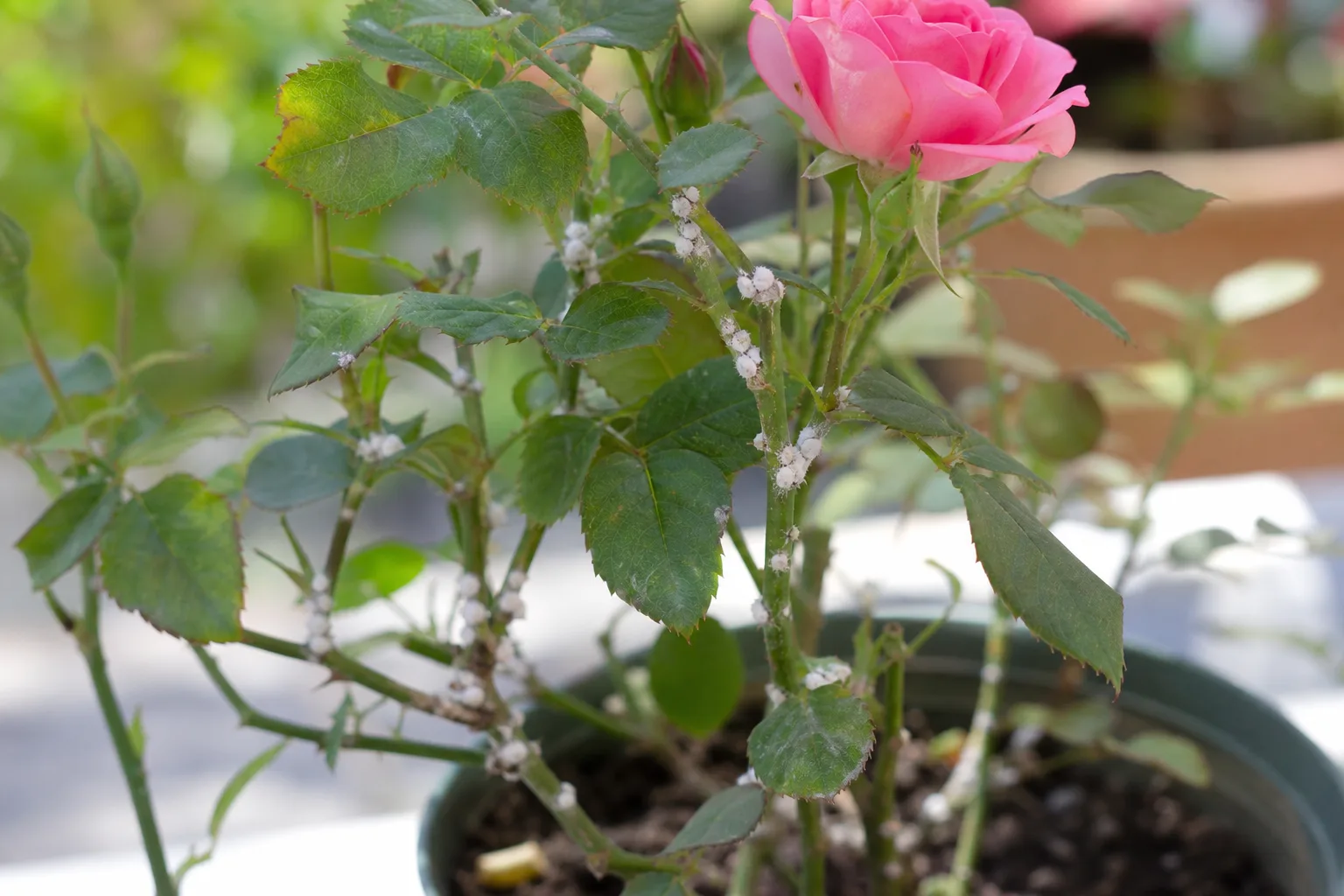 Mealybugs on Rose - visible symptom on the plant