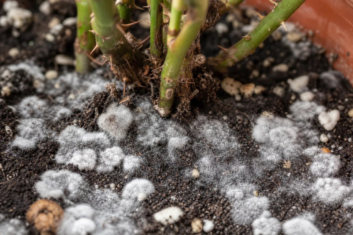 Close-up of Mold on Soil on Rose - diagnostic detail