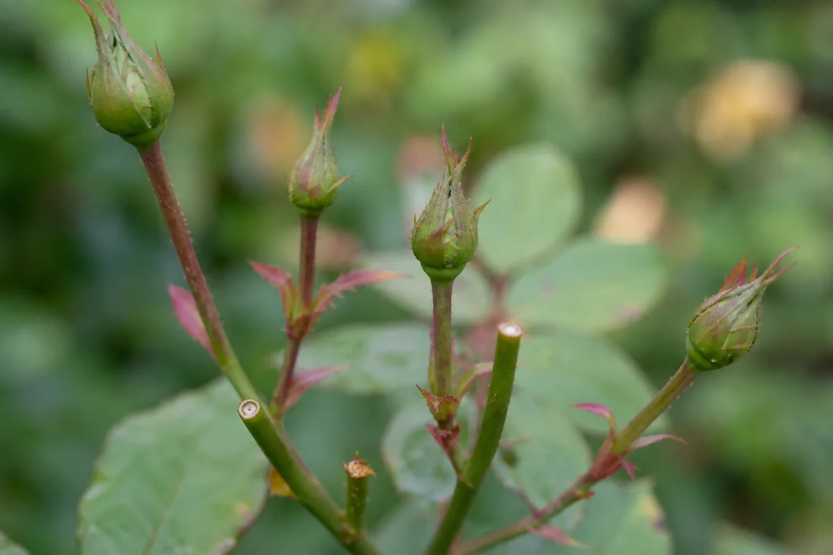 Close-up of No Flowers on Rose - diagnostic detail