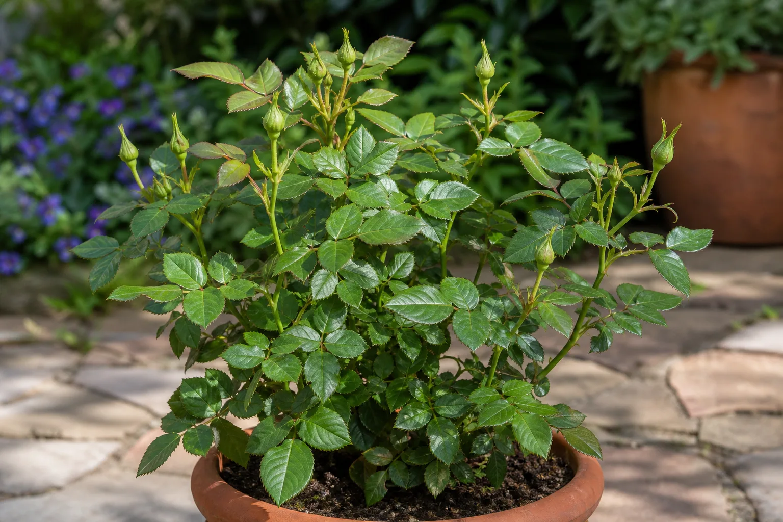 Rose bush with green foliage but few or no blooms after weak sun hours