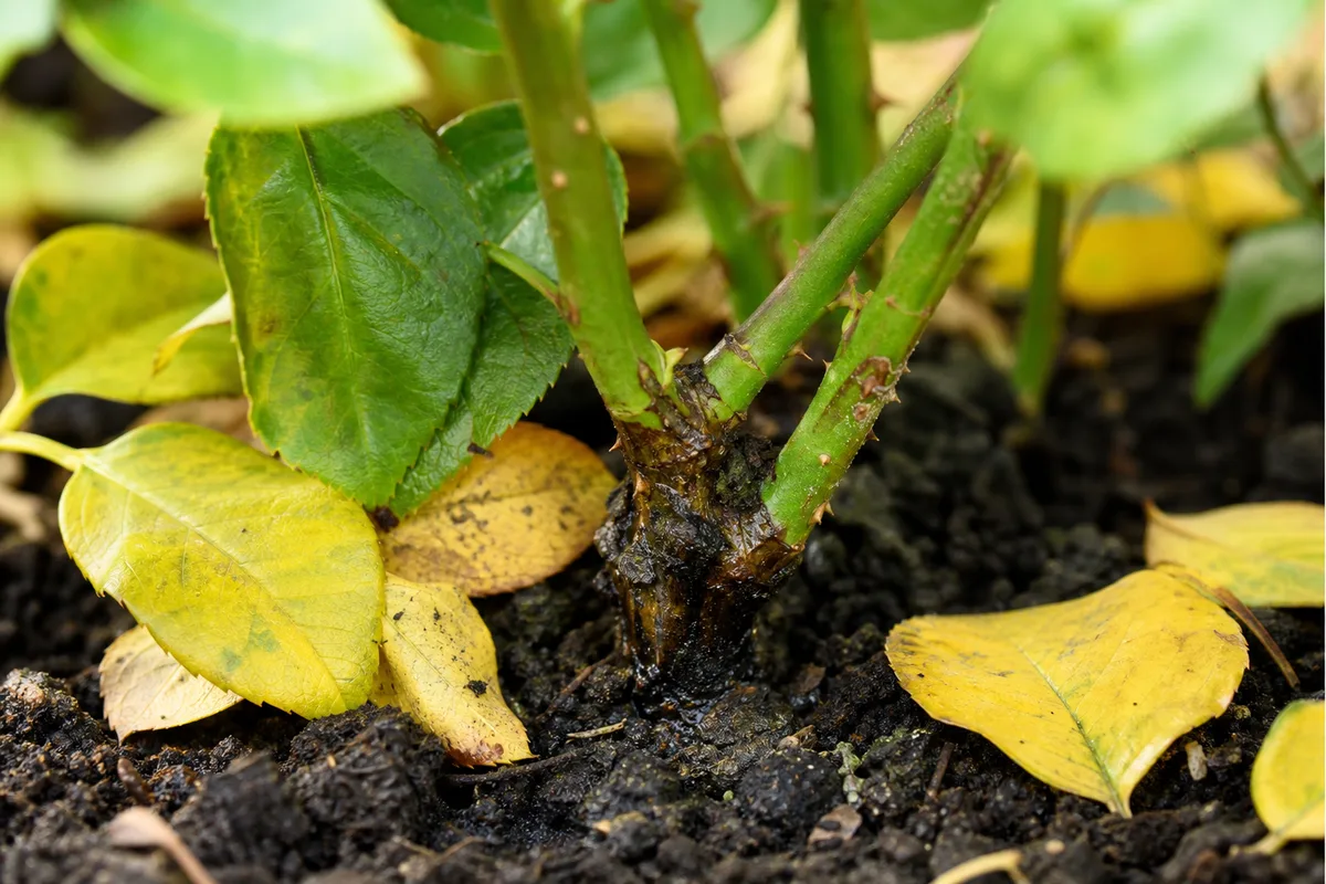 Close-up of Overwatering on Rose - diagnostic detail