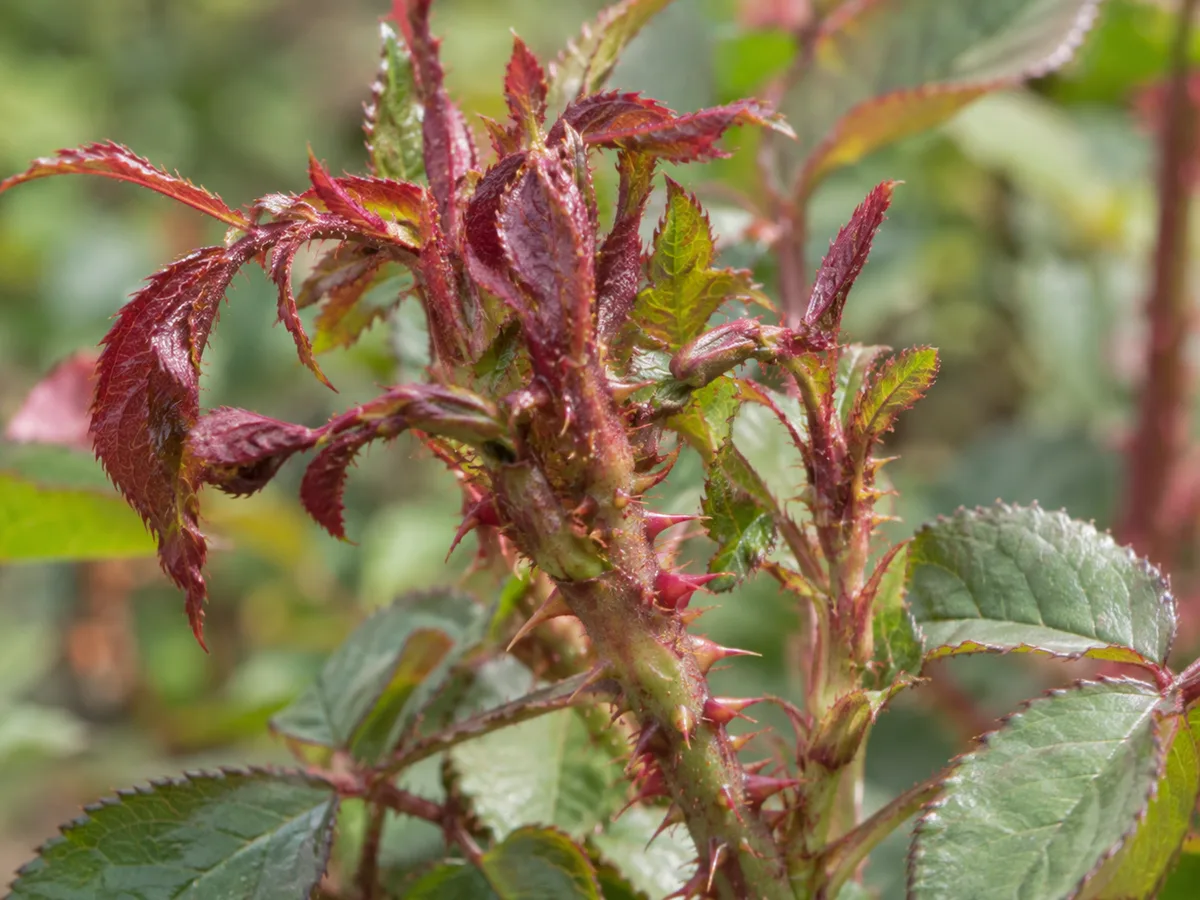 Rose shoot with persistent red-purple leaves, crowded branching, and excessive soft prickles associated with rose rosette disease
