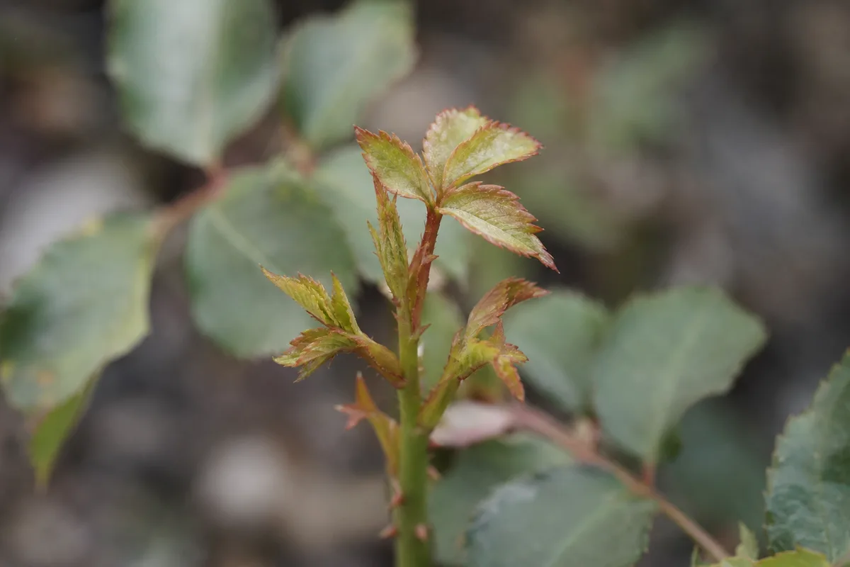 Close-up of Slow Growth on Rose - diagnostic detail