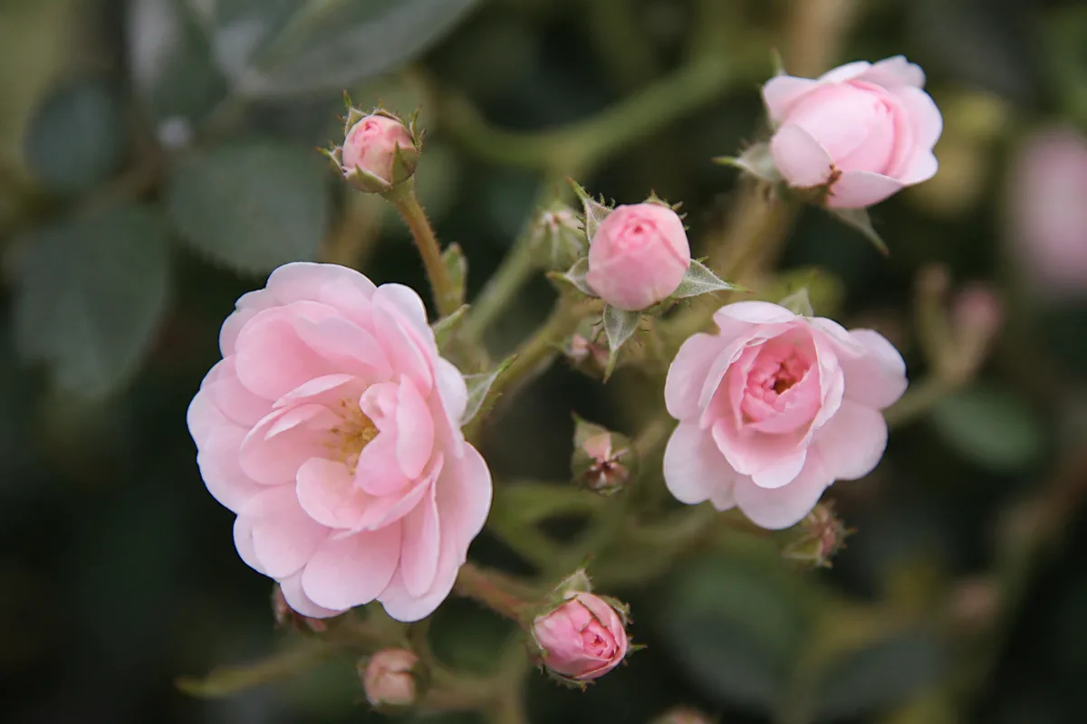 Close-up of Small Flowers on Rose - diagnostic detail