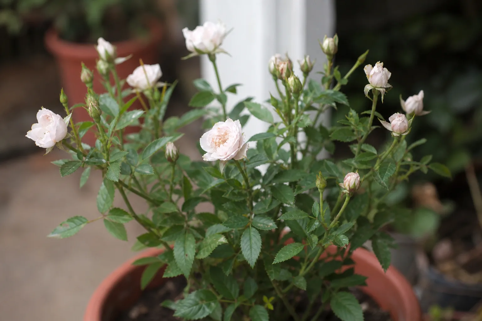 Small Flowers on Rose - visible symptom on the plant