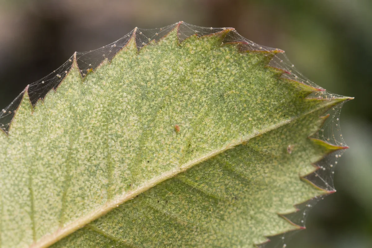 Close-up of Spider Mites on Rose - diagnostic detail