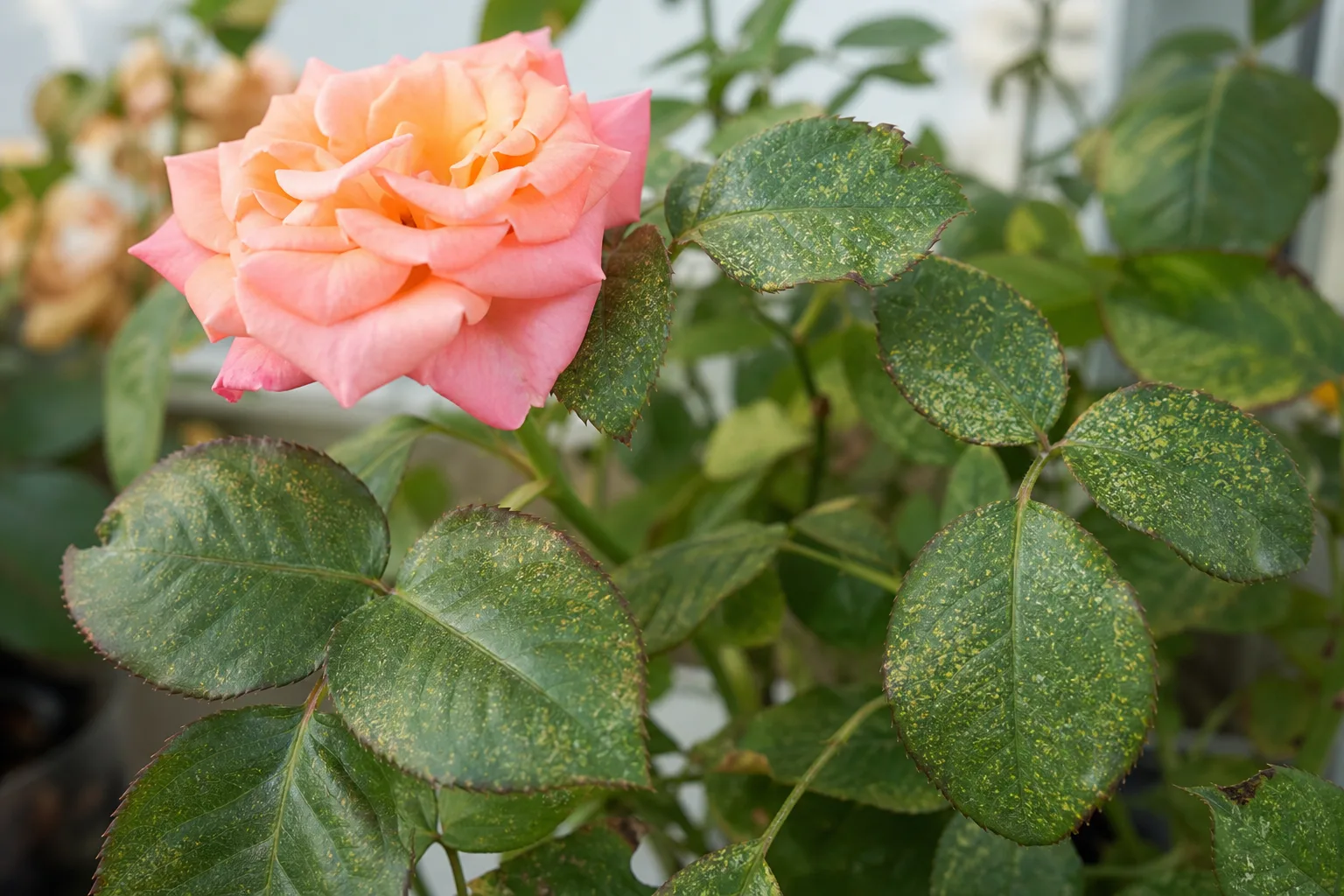Fine stippling and mite stress on rose foliage in hot dry conditions