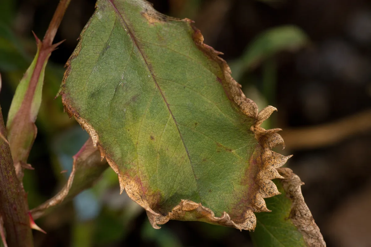 Close-up of Underwatering on Rose - diagnostic detail