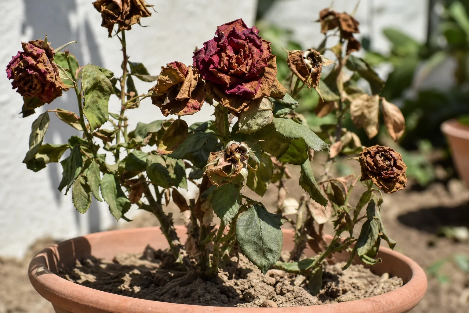 A rose showing drought stress in a container with dry soil and faded flowers