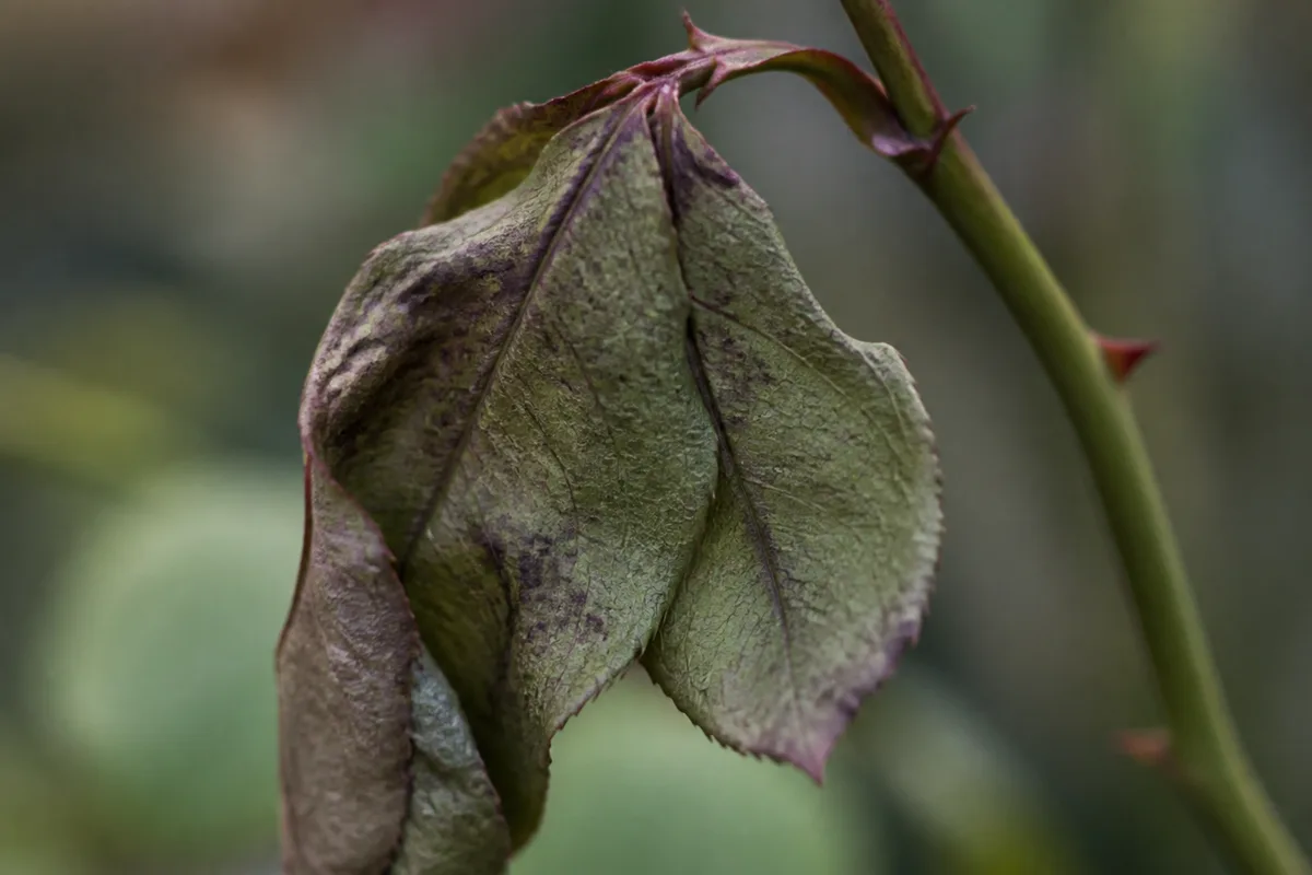 Close-up of Wilting on Rose - diagnostic detail