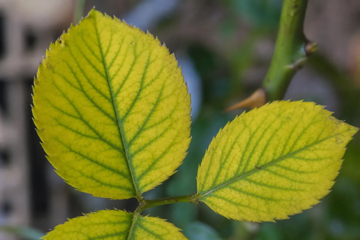 Close-up of Yellow Leaves on Rose - diagnostic detail
