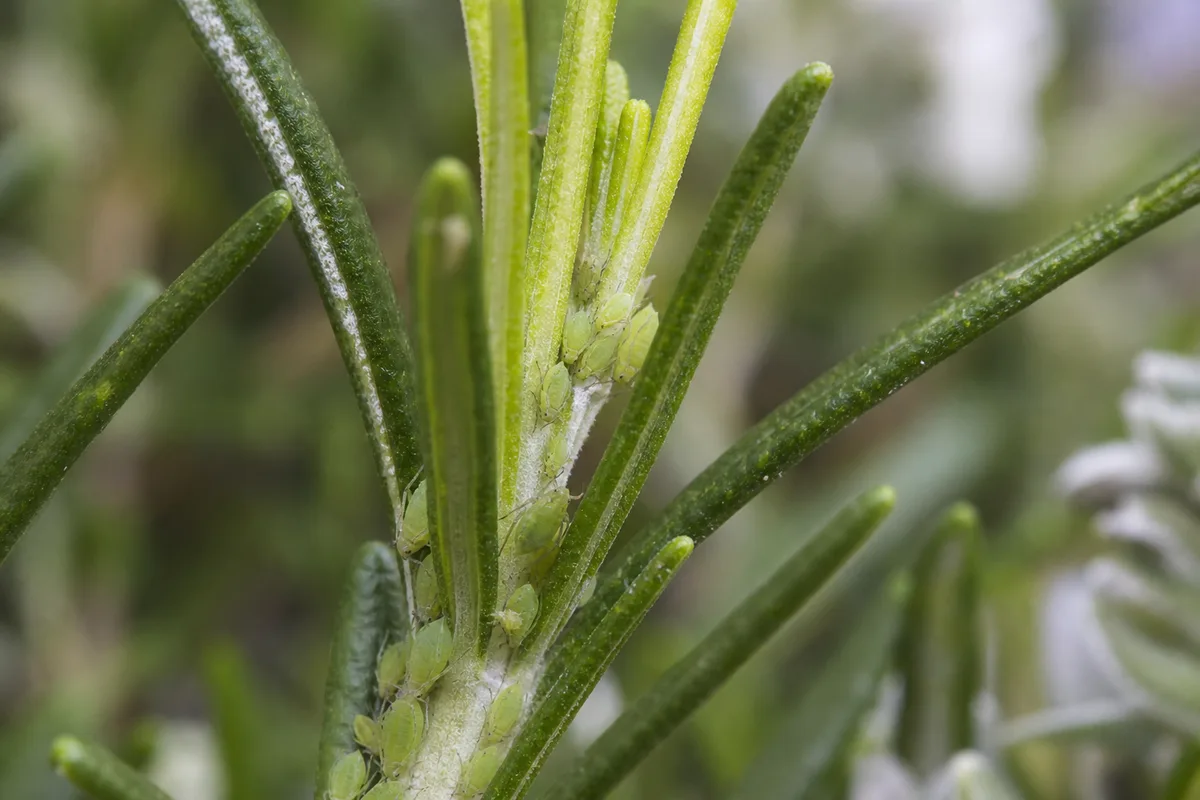 Close-up of Aphids on Rosemary - diagnostic detail