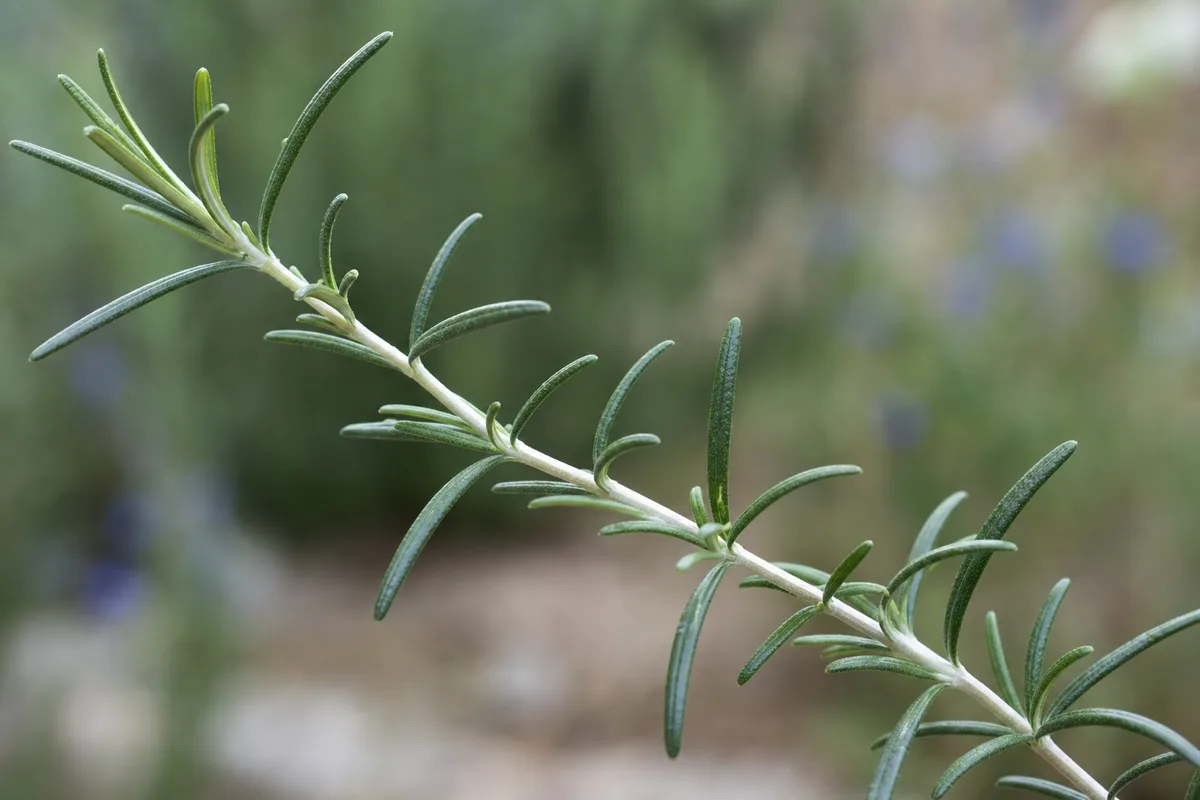 Close-up of Leggy Growth on Rosemary - diagnostic detail