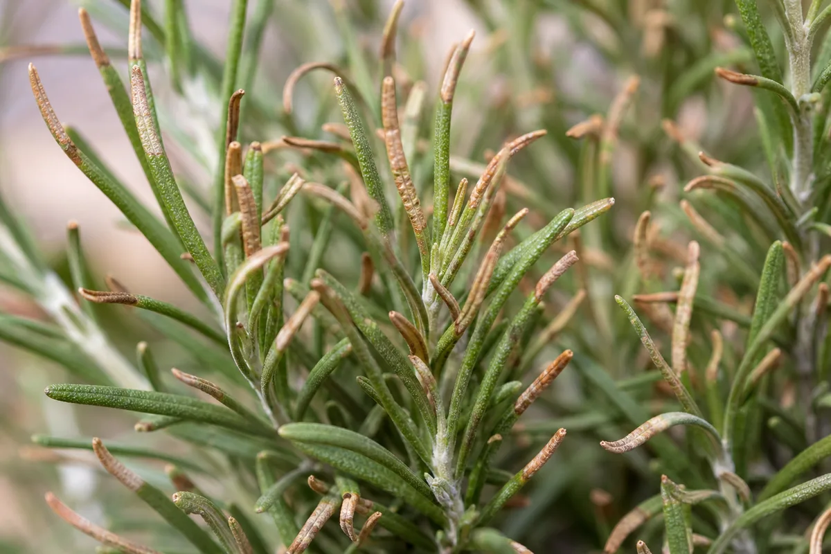 Close-up of Low Humidity on Rosemary - diagnostic detail