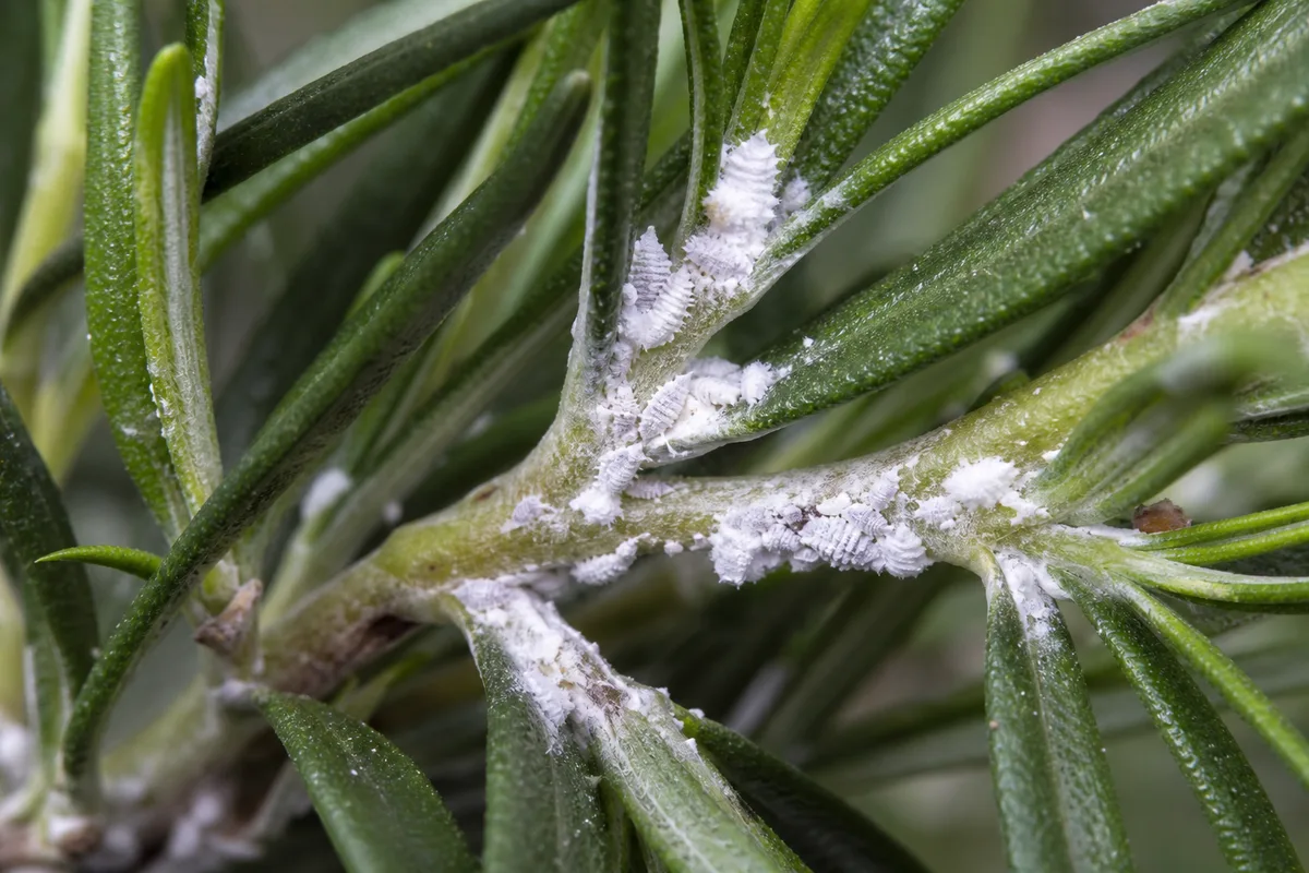 Close-up of Mealybugs on Rosemary - diagnostic detail