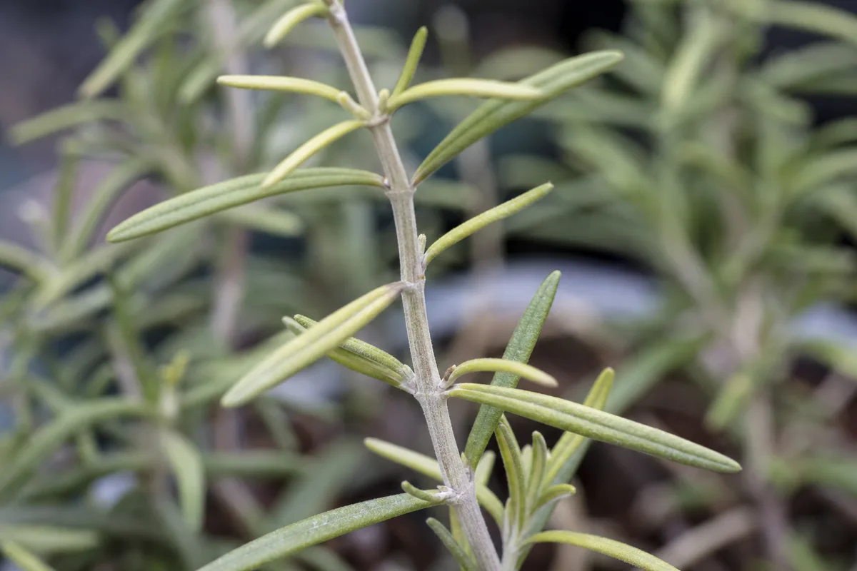 Close-up of Not Enough Light on Rosemary - diagnostic detail