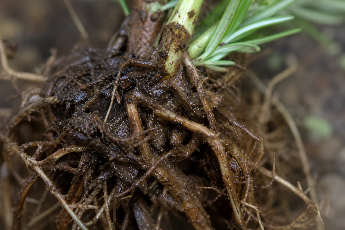 Close-up of Root Rot on Rosemary - diagnostic detail