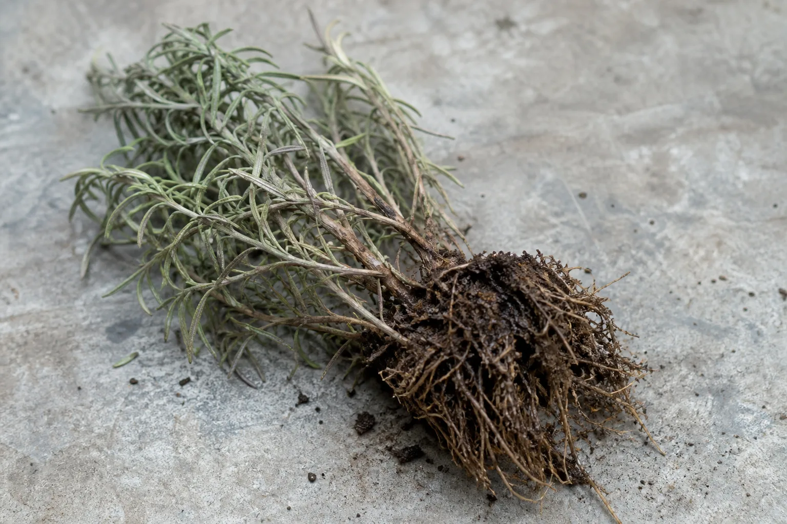 Root Rot on Rosemary - visible symptom on the plant