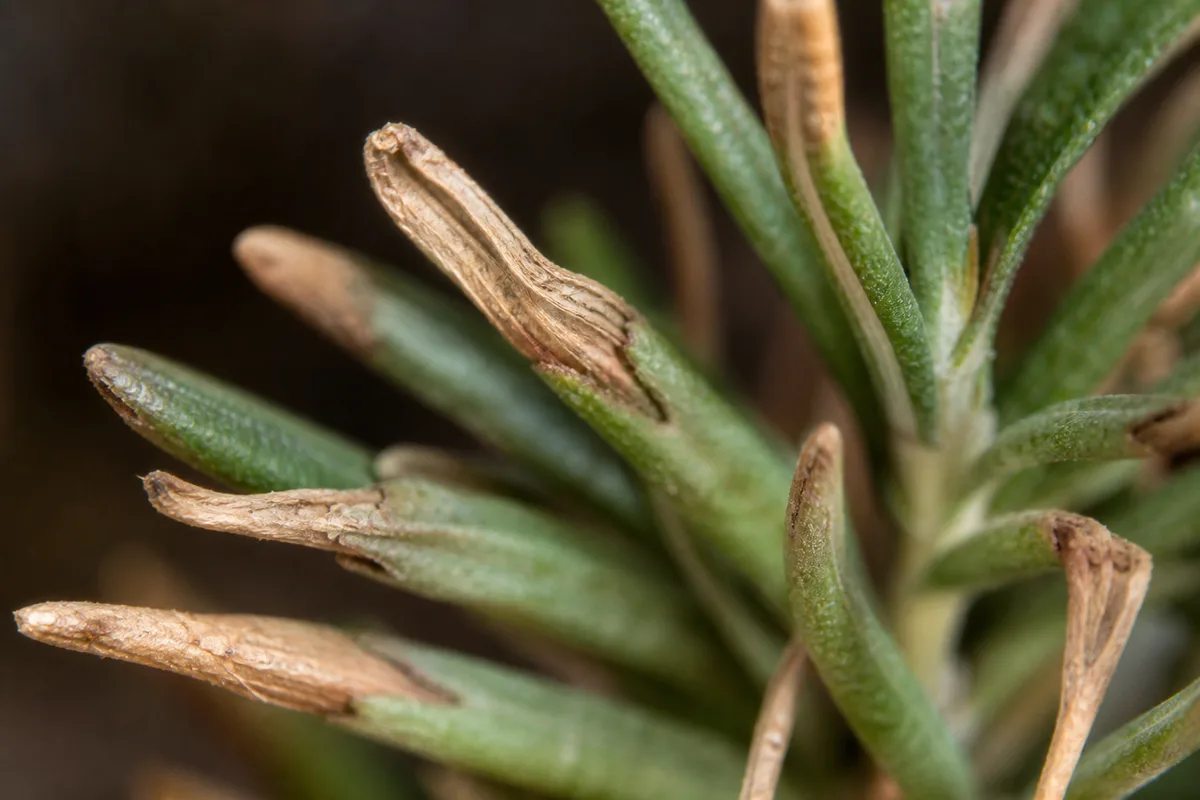 Close-up of Underwatering on Rosemary - diagnostic detail