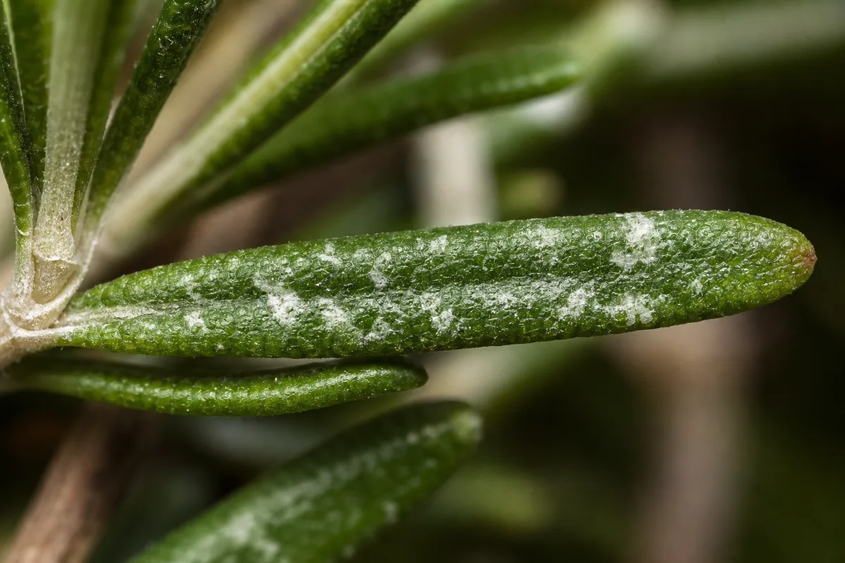 Close-up of White Spots on Rosemary - diagnostic detail