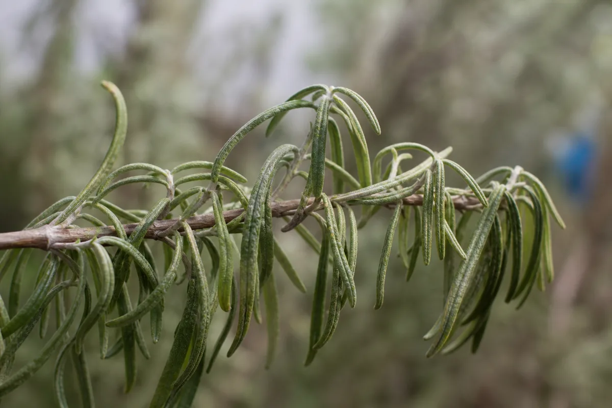 Close-up of Wilting on Rosemary - diagnostic detail